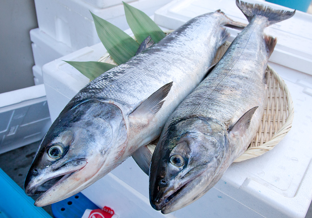 日本一のほや生産地、宮城県。