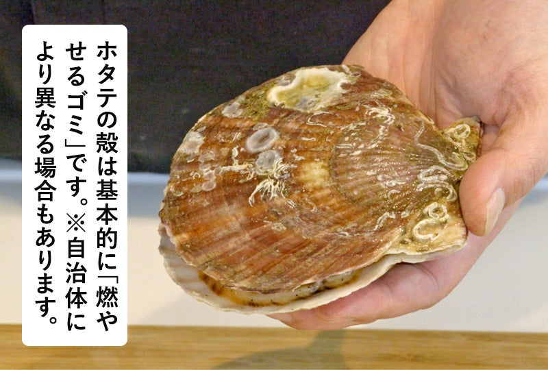 ホタテの殻は基本的に燃えるゴミです。