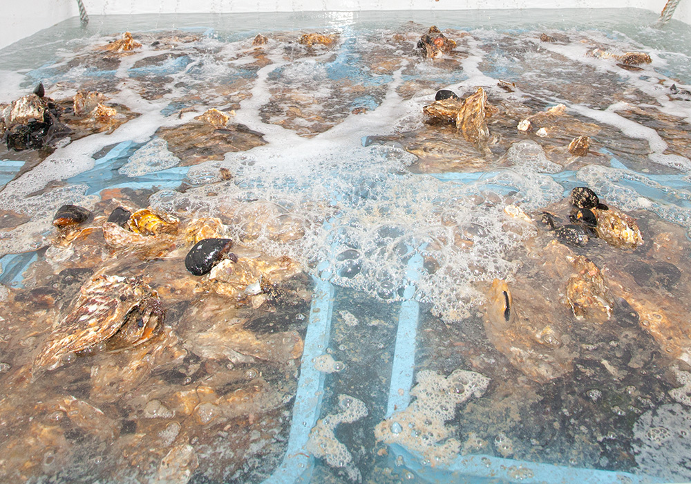 厳しい基準をクリアしたカキだけをお届け