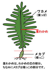 わかめ　イラスト