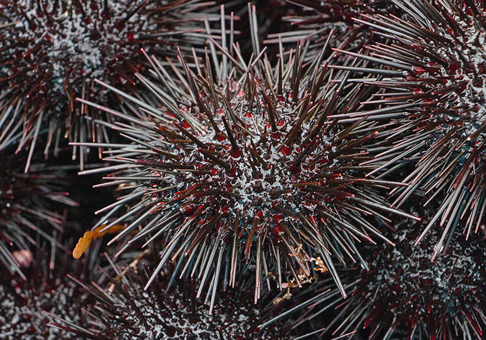 天然ムラサキウニ