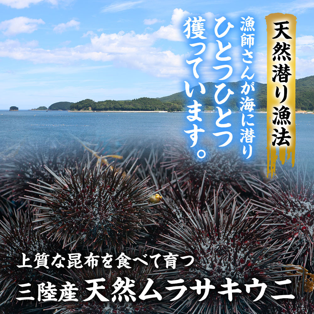 漁師さんが海に潜り、ひとつひとつ獲っています。三陸産天然ムラサキウニ