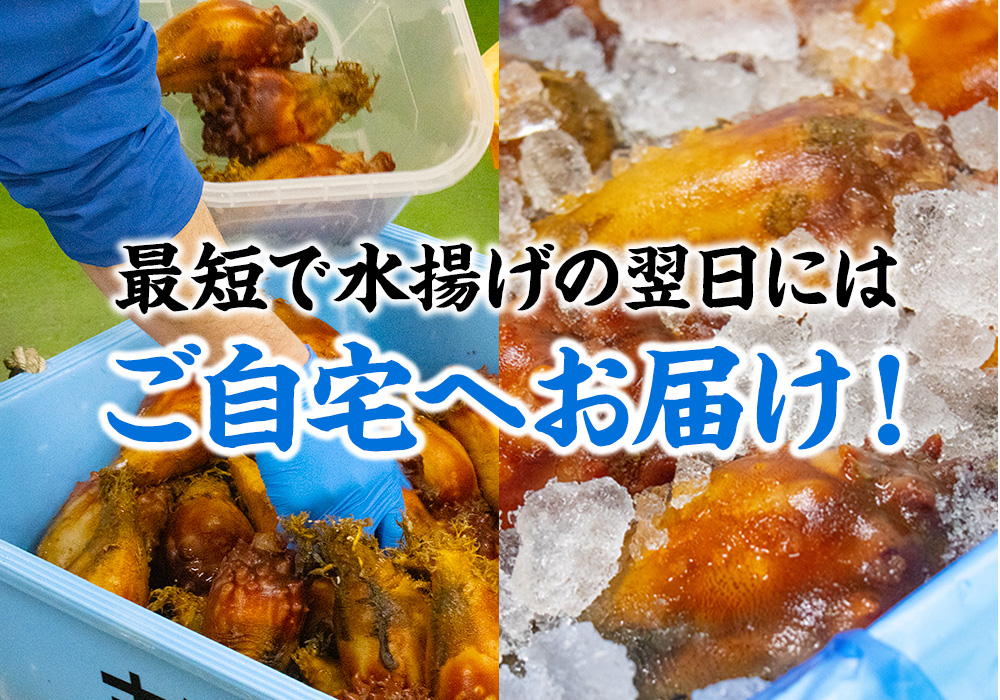 産地ならではのスピード発送！最短で翌日にご自宅へお届け