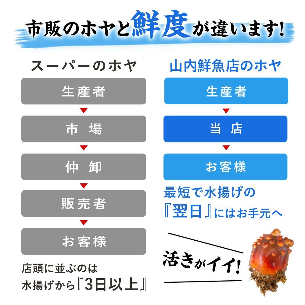 市販のホヤとは鮮度が違います。