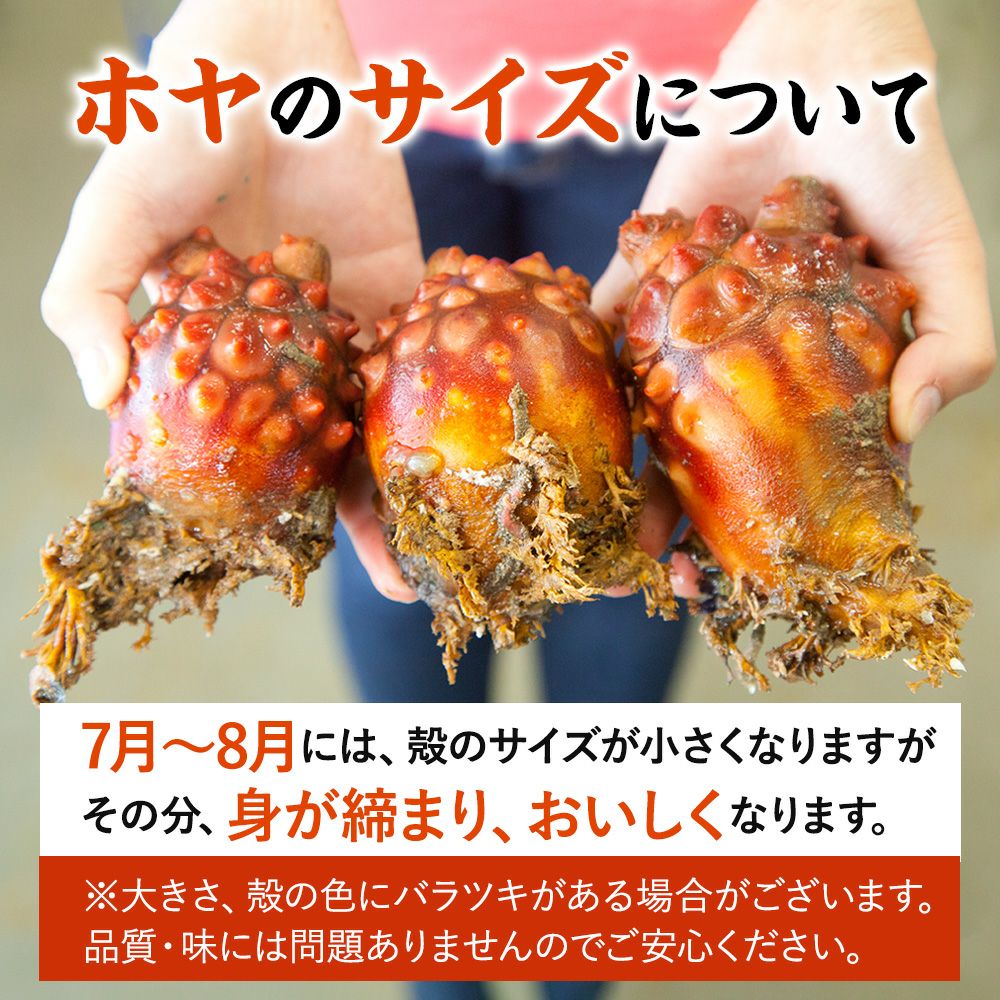 土日お届け限定】三陸産 殻付生ほや ｜ホヤの通販なら山内鮮魚店