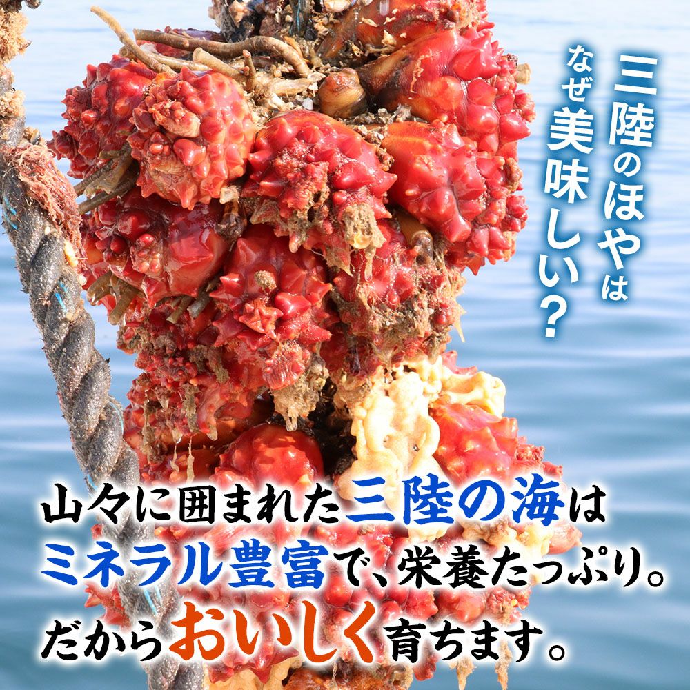 ぷりっぷり肉厚、甘〜い真ホヤ。