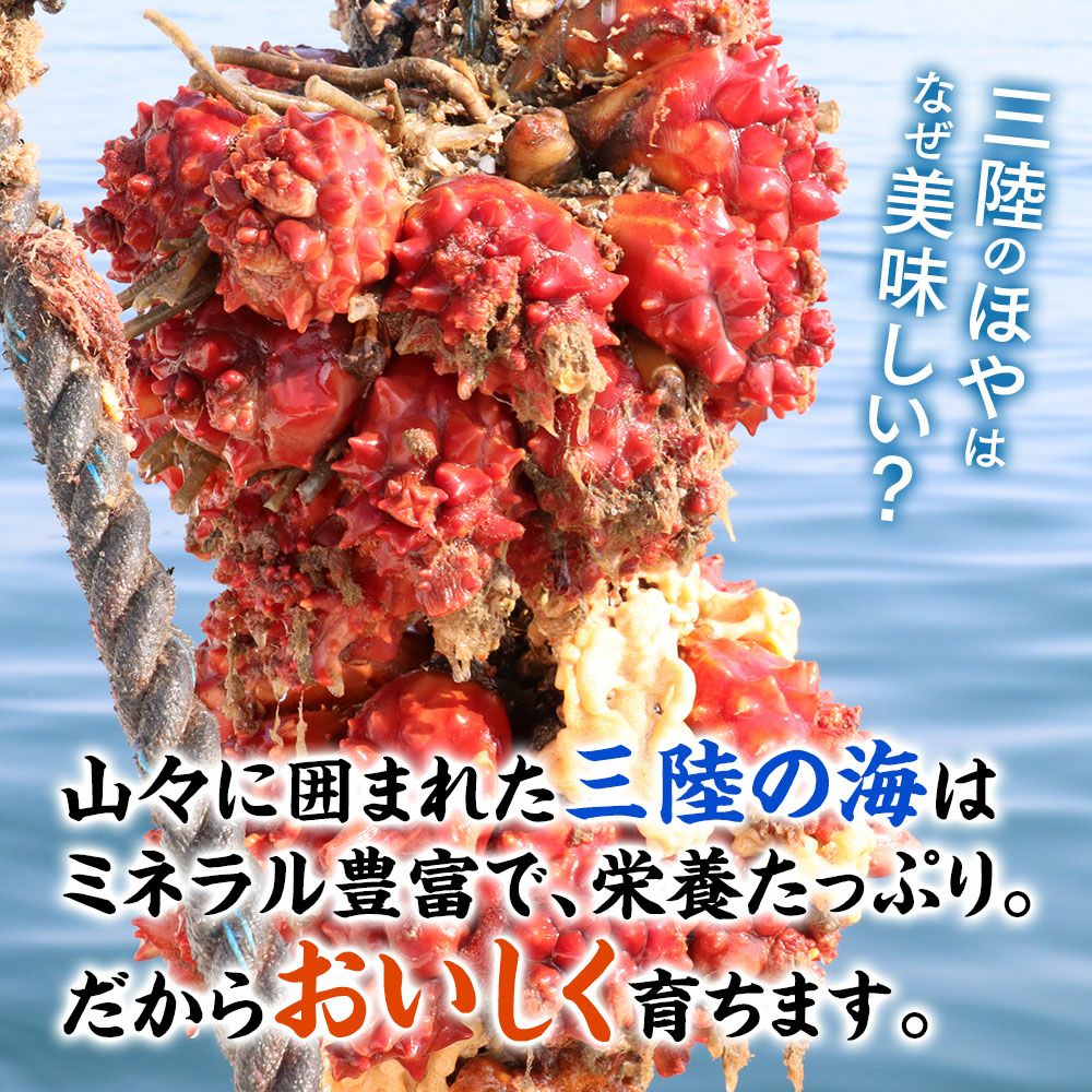 ぷりっぷり肉厚、甘〜い真ホヤ。